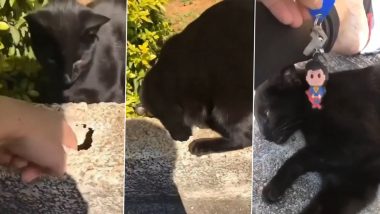 Clever Cat! Viral Video of Cat Helping Human to Retrieve Keys From a Hole Will Perk Up Your Mood! 